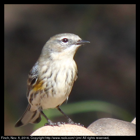 2016nov05_finch_IMG_6520.jpg