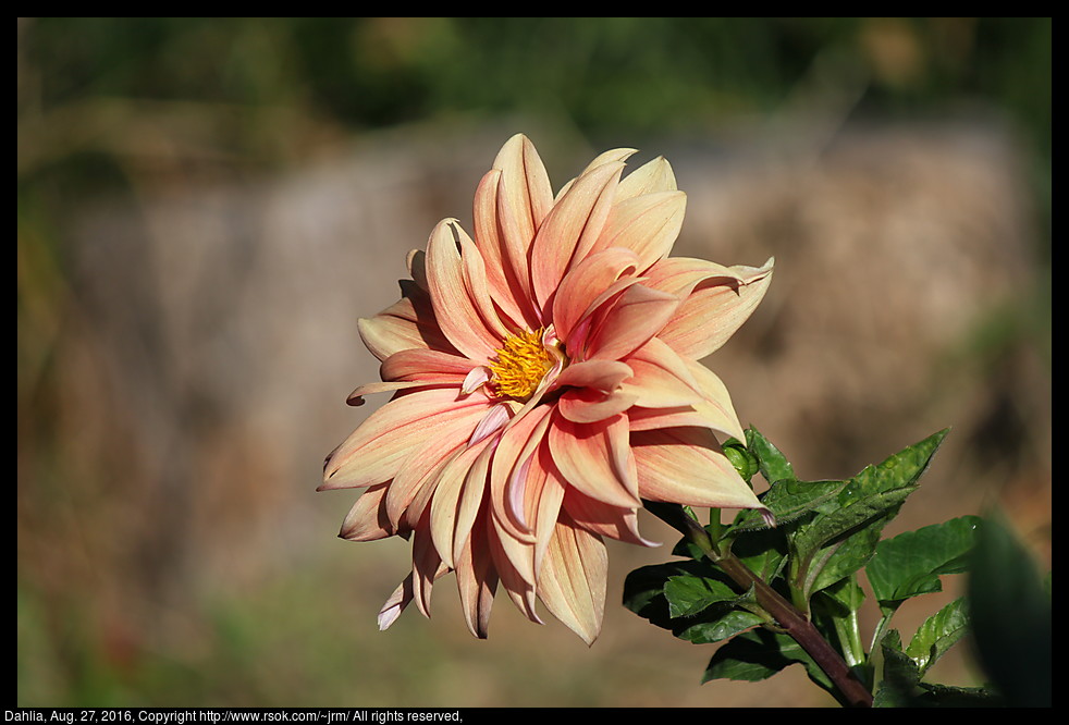 2016aug27_dahlia_IMG_6041.jpg