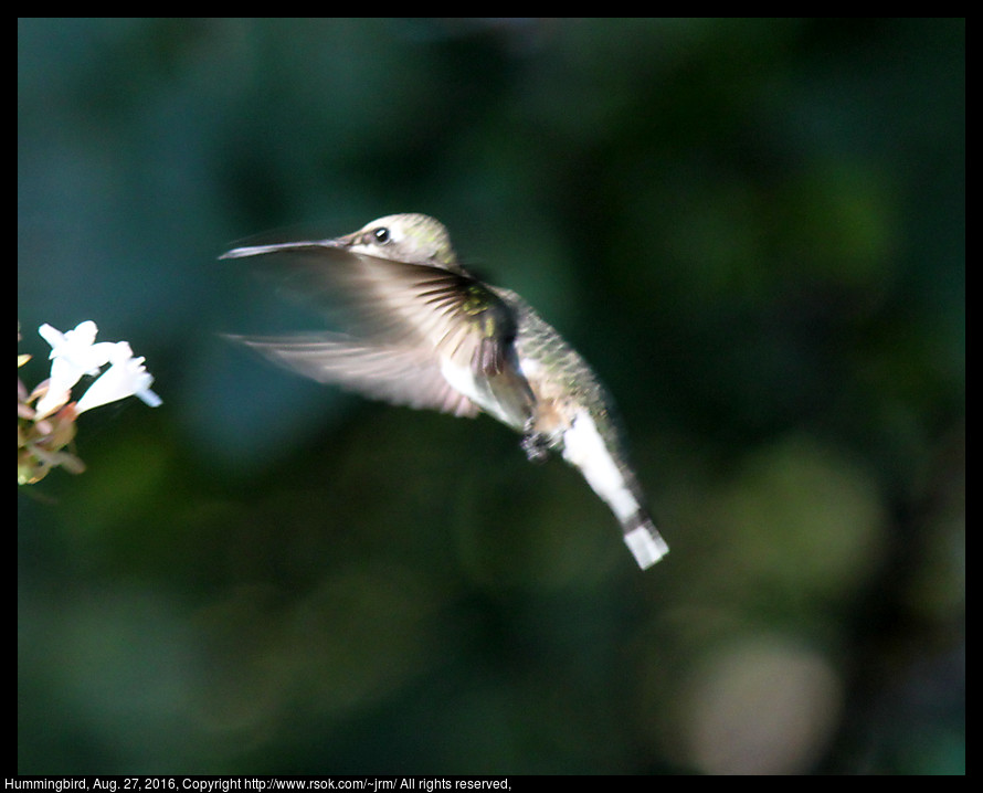 2016aug27_hummingbird_IMG_6018.jpg