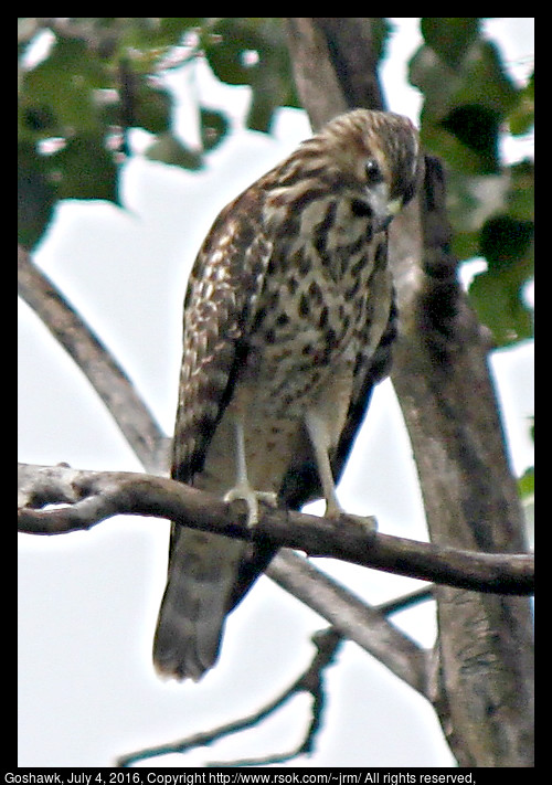 2016jul04_goshawk_IMG_5895.jpg