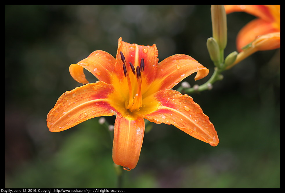 2016jul10_Daylily_IMG_5888.jpg