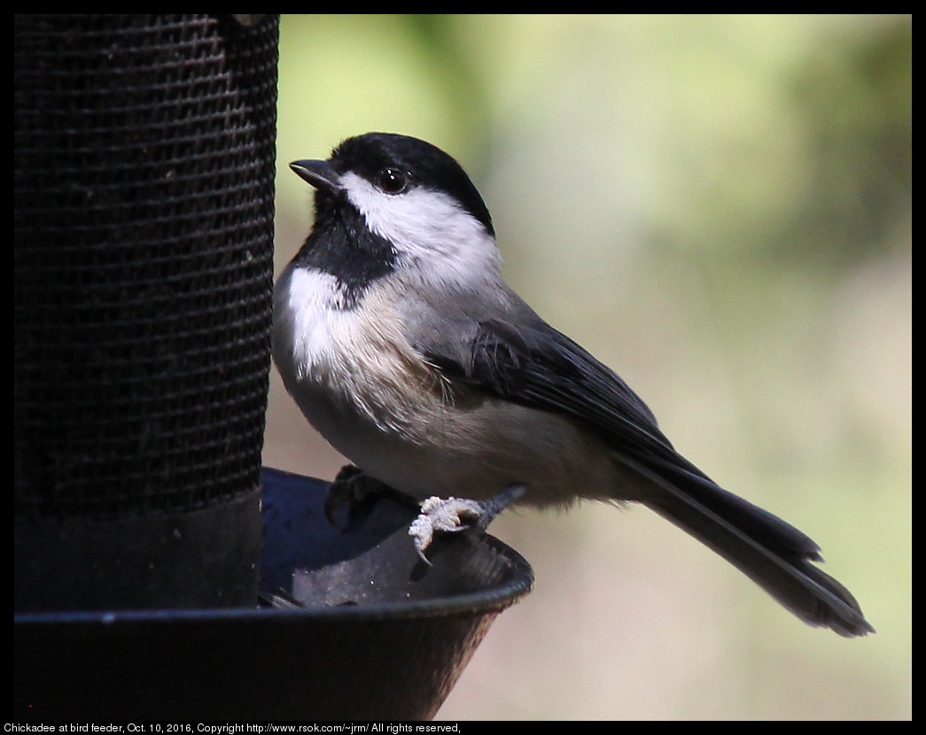 2016oct10_chickadee_IMG_6253.jpg