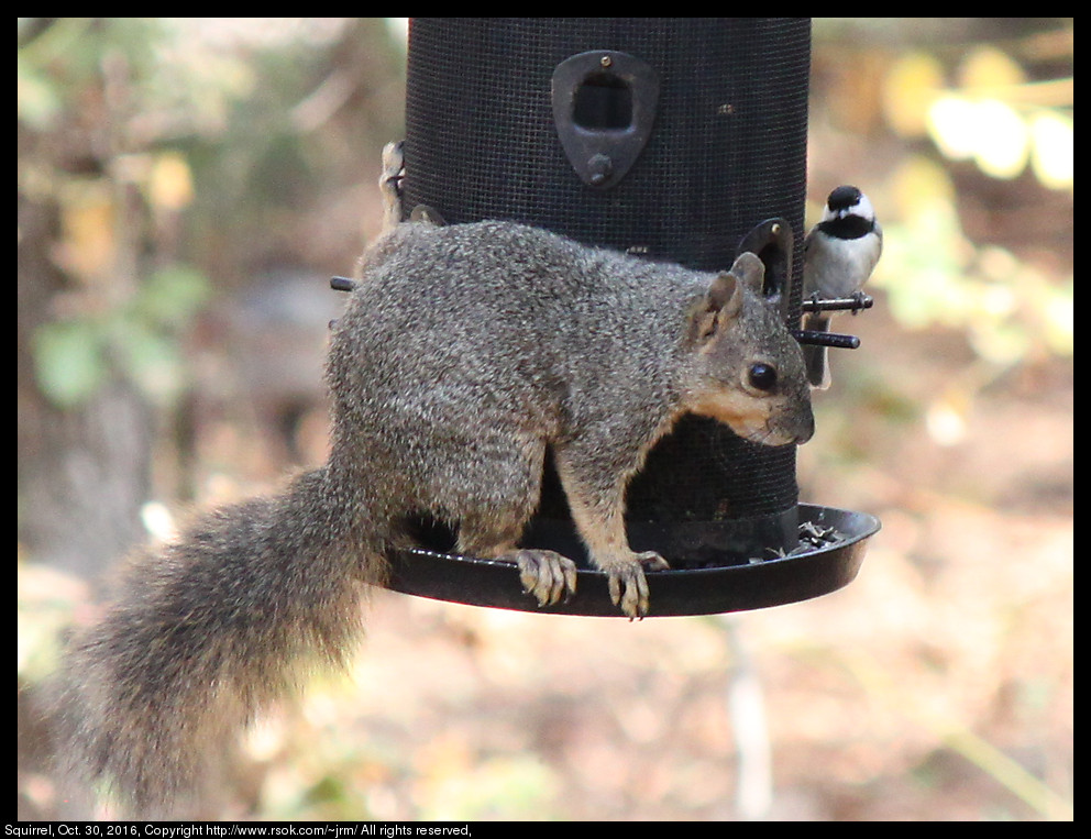 2016oct30_squirrel_IMG_6478.jpg