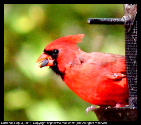 2016sep03_cardinal_IMG_6111.jpg