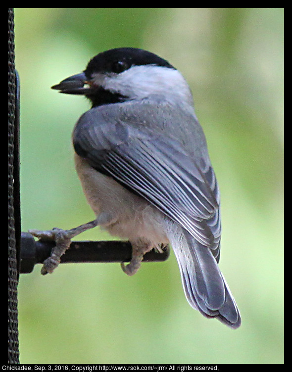 2016sep03_chickadee_IMG_6124.jpg