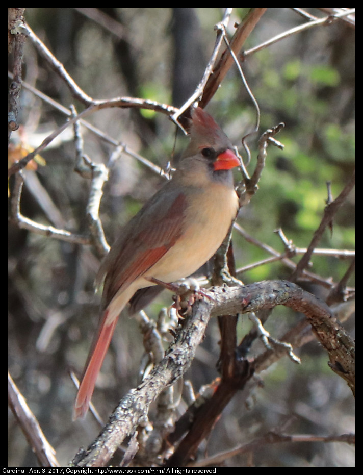 2017apr03_cardinal_IMG_2641.jpg