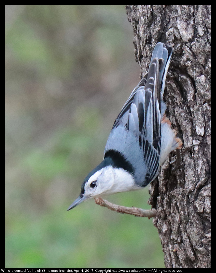 2017apr04_nuthatch_IMG_2705.jpg