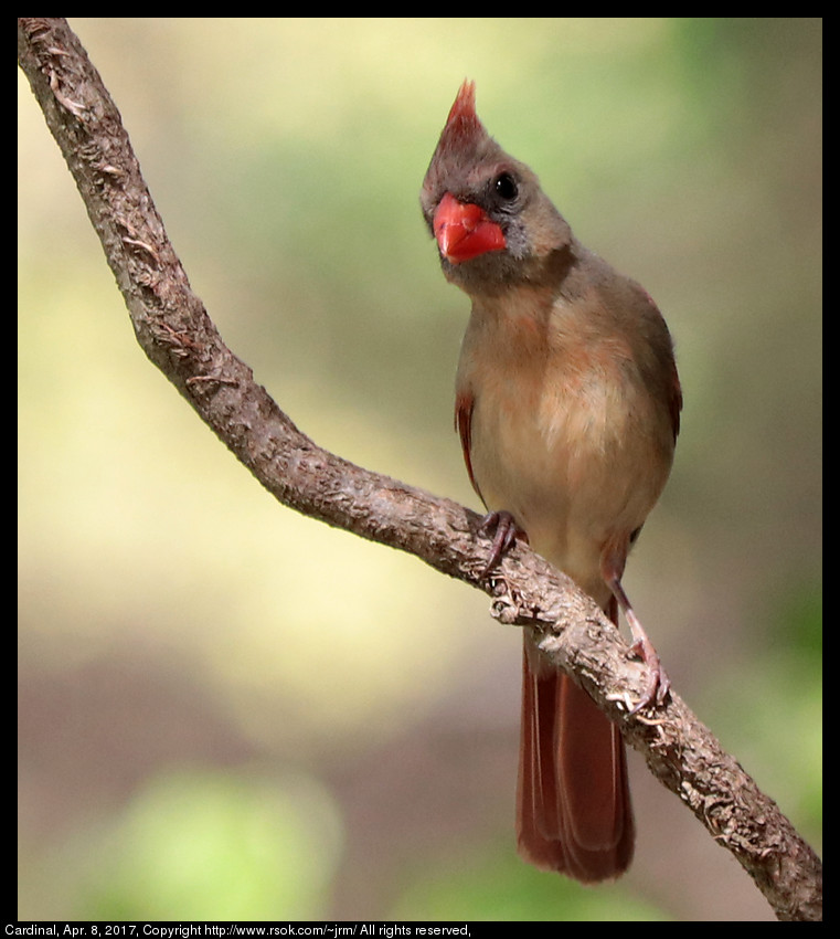 2017apr08_cardinal_IMG_2742.jpg