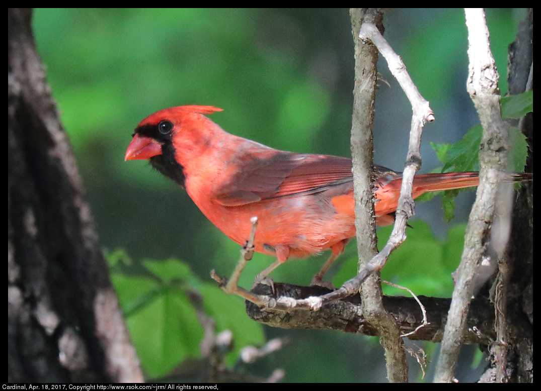 2017apr18_cardinal_IMG_3082.jpg