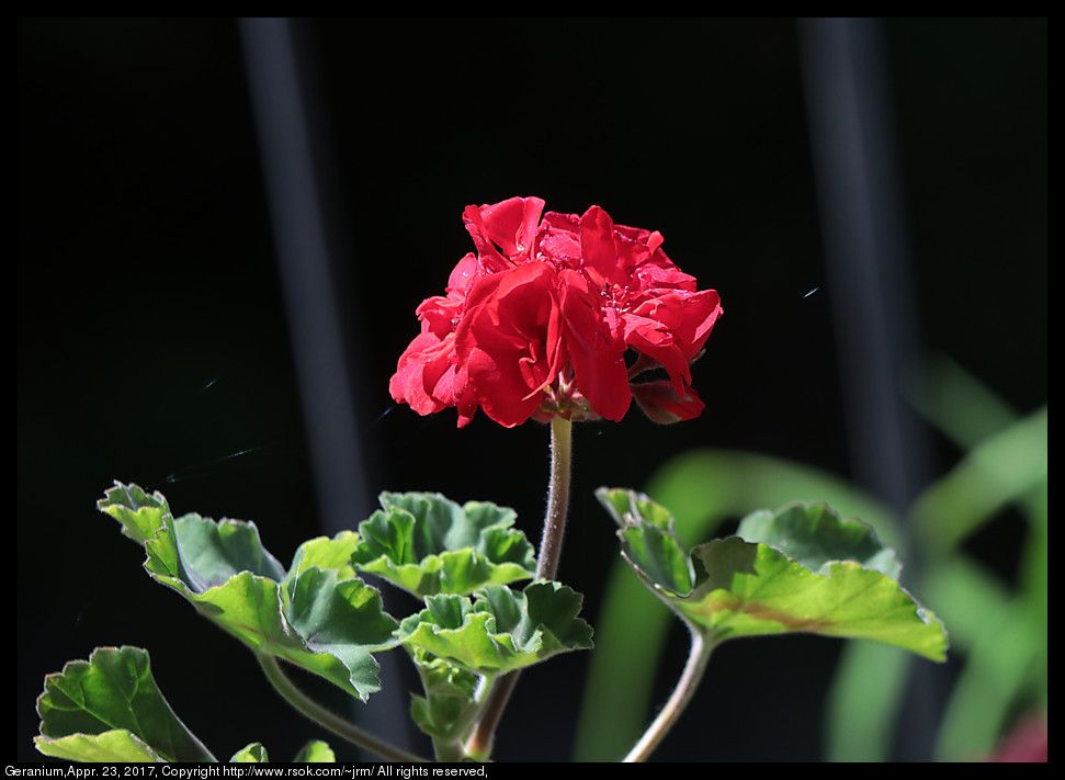 2017apr23_geranium_IMG_3101.jpg