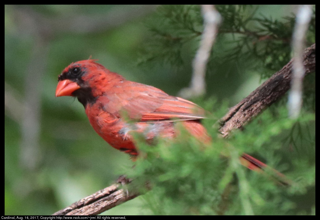 2017aug16_cardinal_IMG_6025.jpg