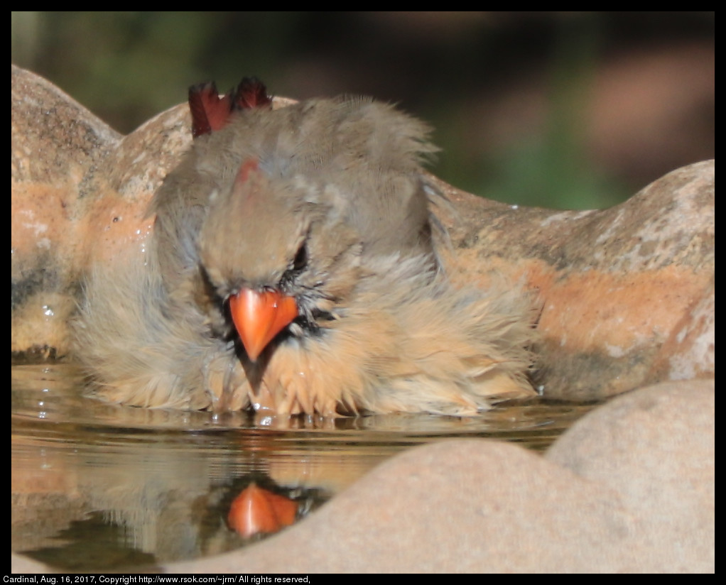 2017aug16_cardinal_IMG_6040.jpg