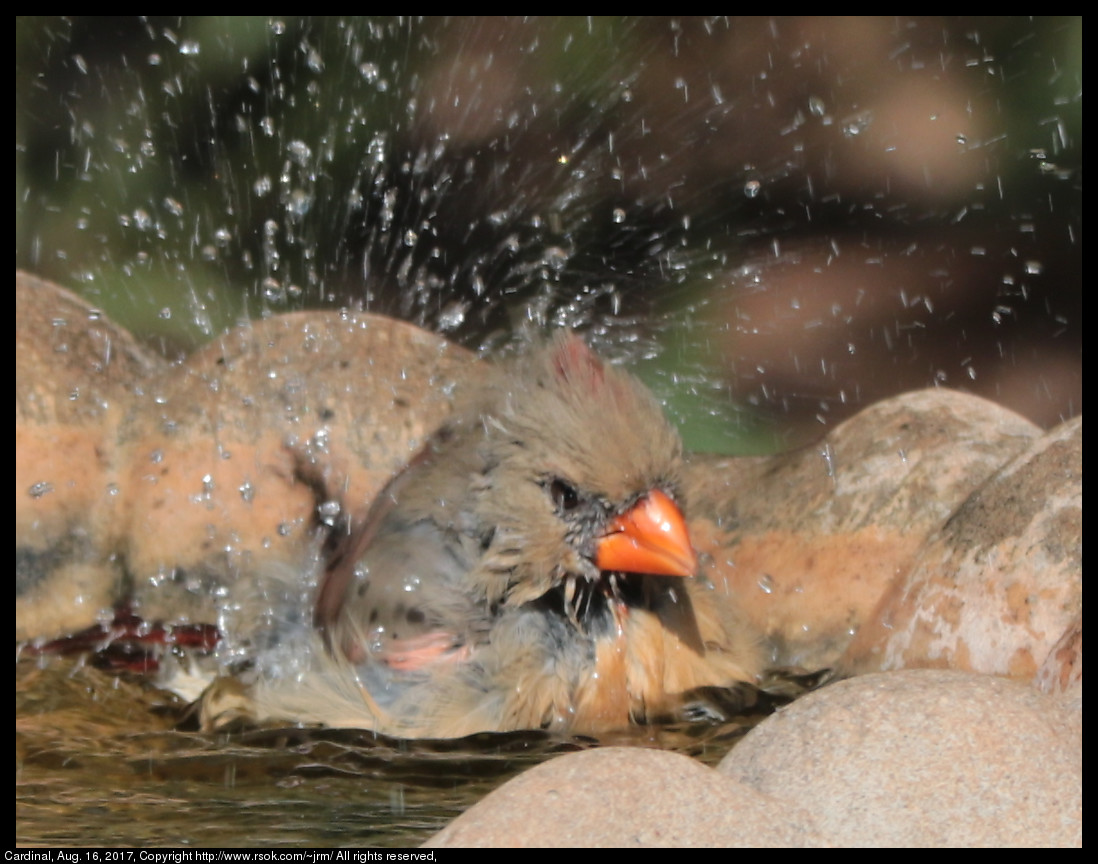 2017aug16_cardinal_IMG_6042.jpg