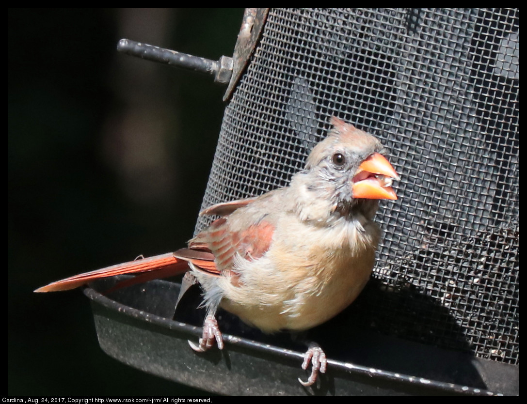 2017aug24_cardinal_IMG_6144.jpg