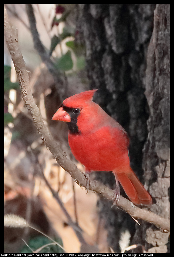 2017dec03_cardinal_IMG_8560c.jpg