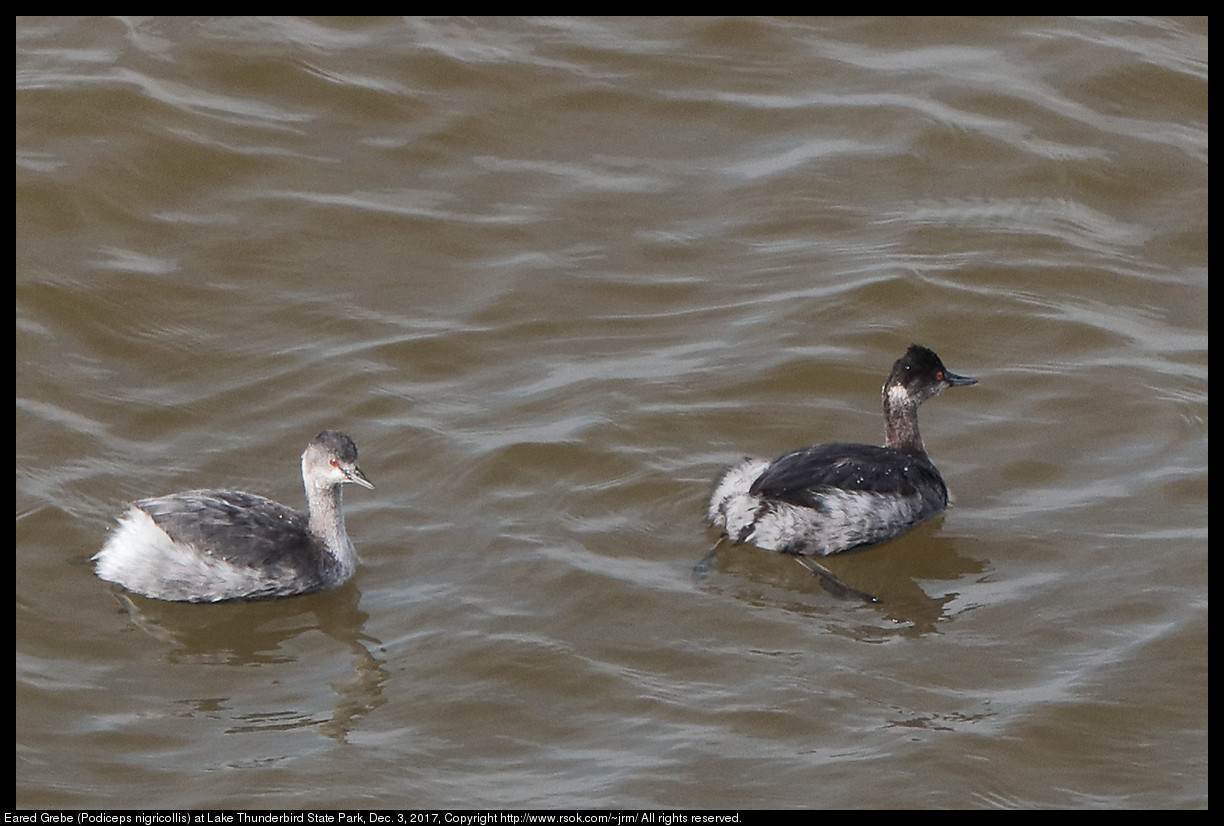 2017dec03_grebe_IMG_8516c.jpg