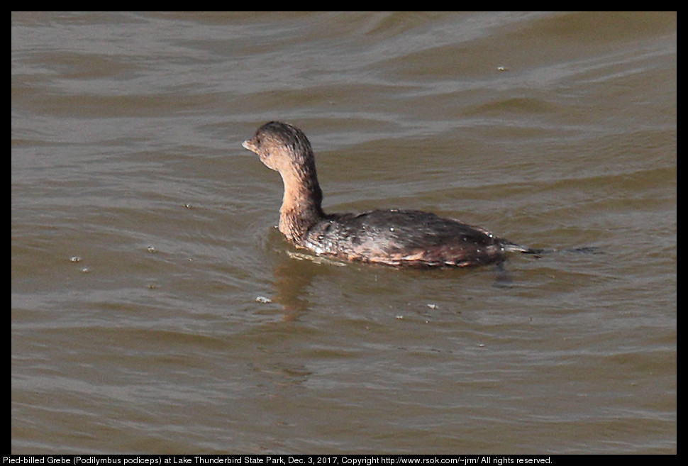 2017dec03_grebe_IMG_8523c.jpg