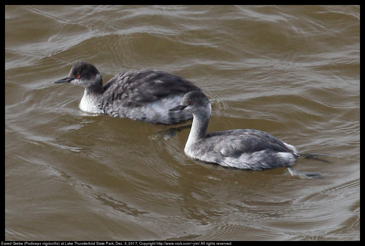 2017dec03_grebe_IMG_8544c.jpg