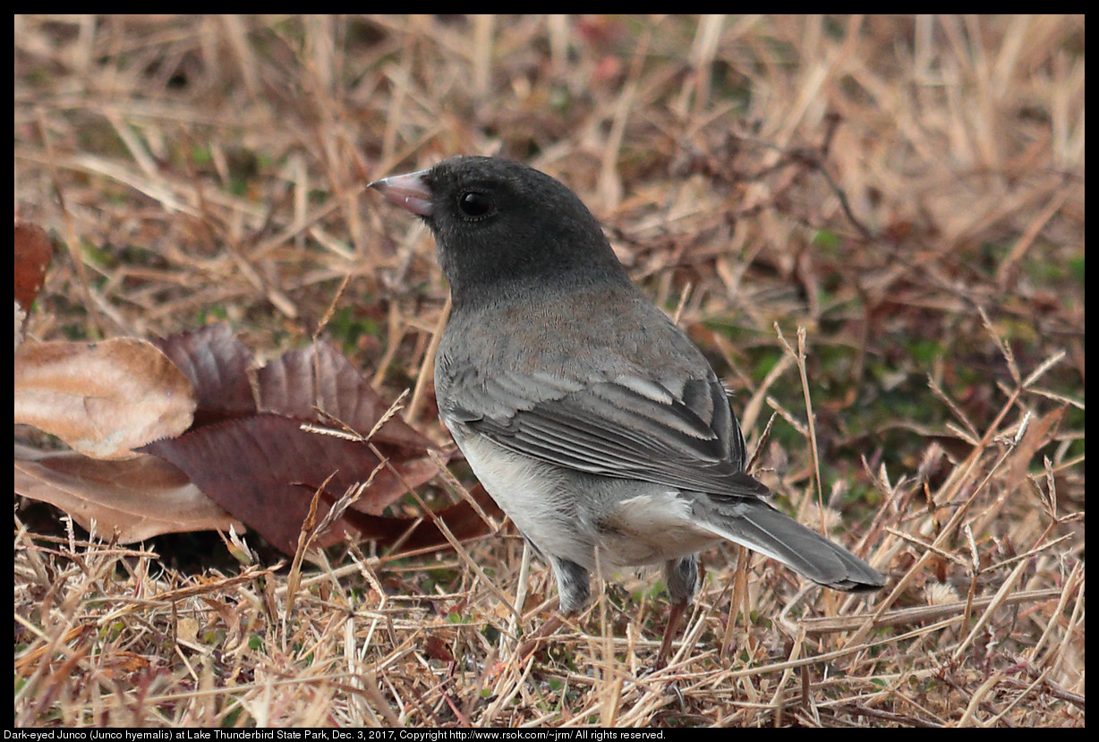 2017dec03_junco_IMG_8472c.jpg