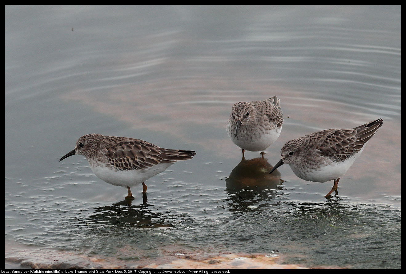 2017dec05_sandpiper_IMG_8596c.jpg