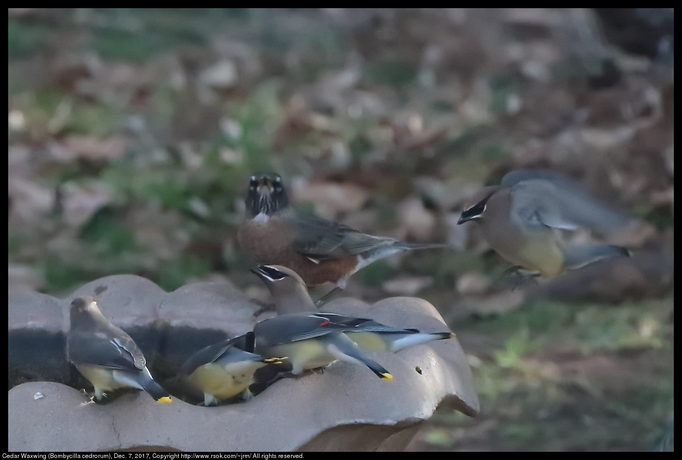 2017dec07_waxwing_IMG_8640c.jpg