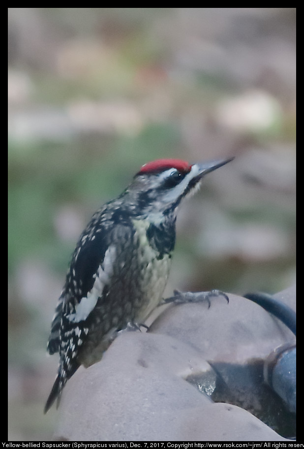 2017dec07_woodpecker_IMG_8660c.jpg