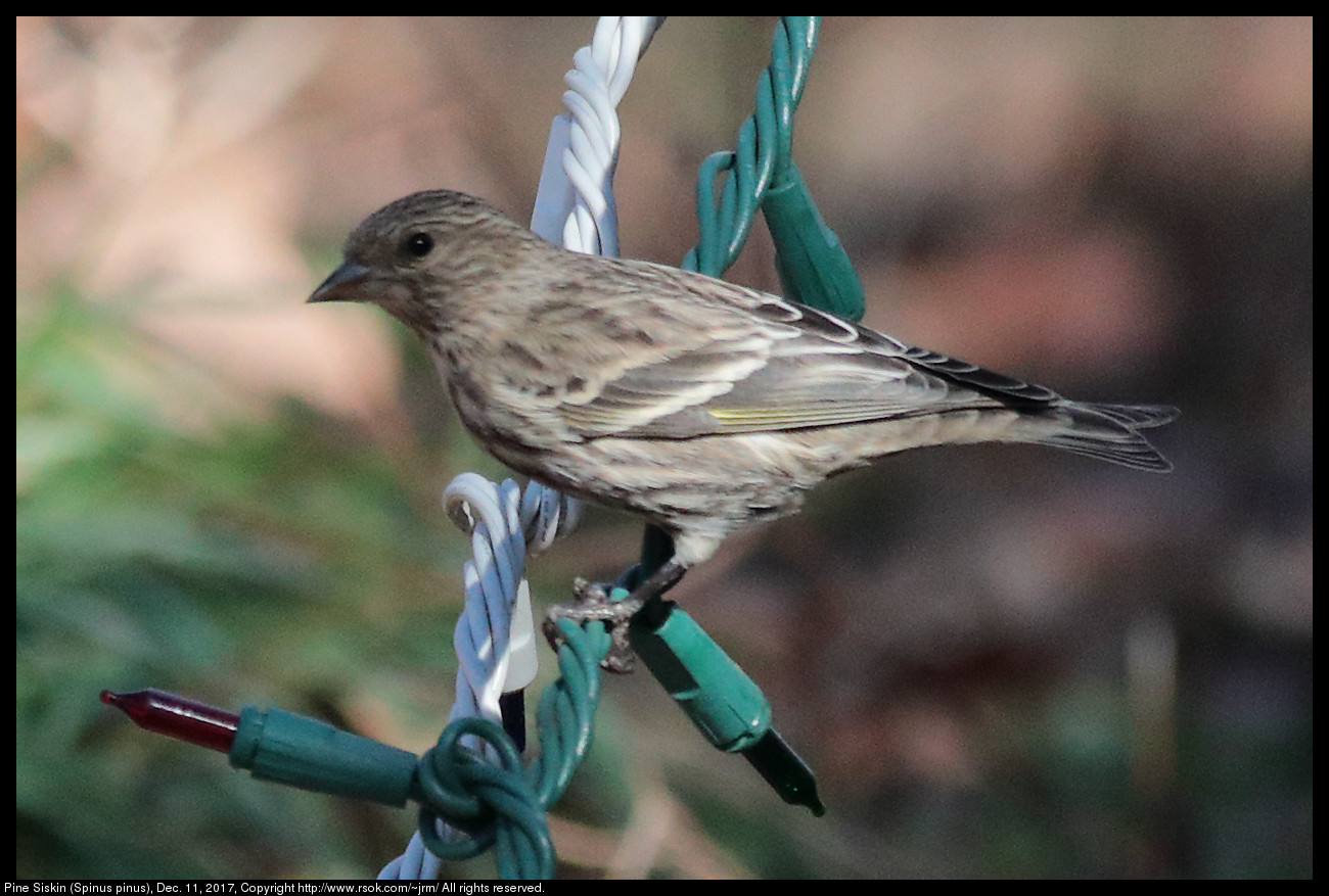 2017dec11_siskin_IMG_8762c.jpg