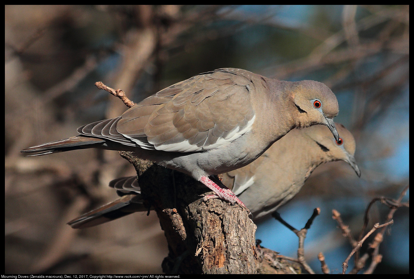 Mourning Doves (Zenaida macroura), Dec. 12, 2017