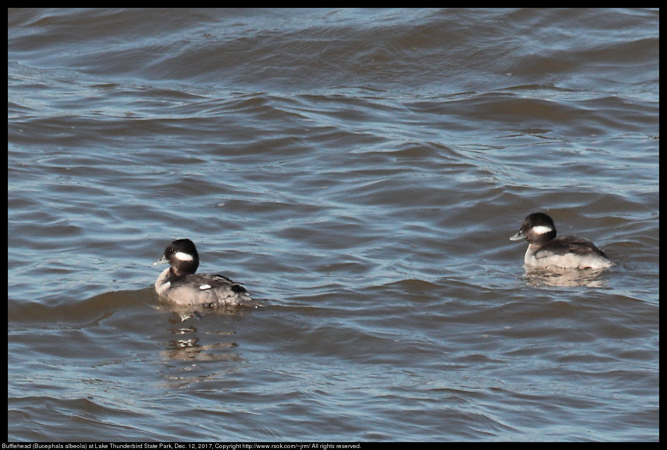 Bufflehead (Bucephala albeola) at Lake Thunderbird State Park, Dec. 12, 2017