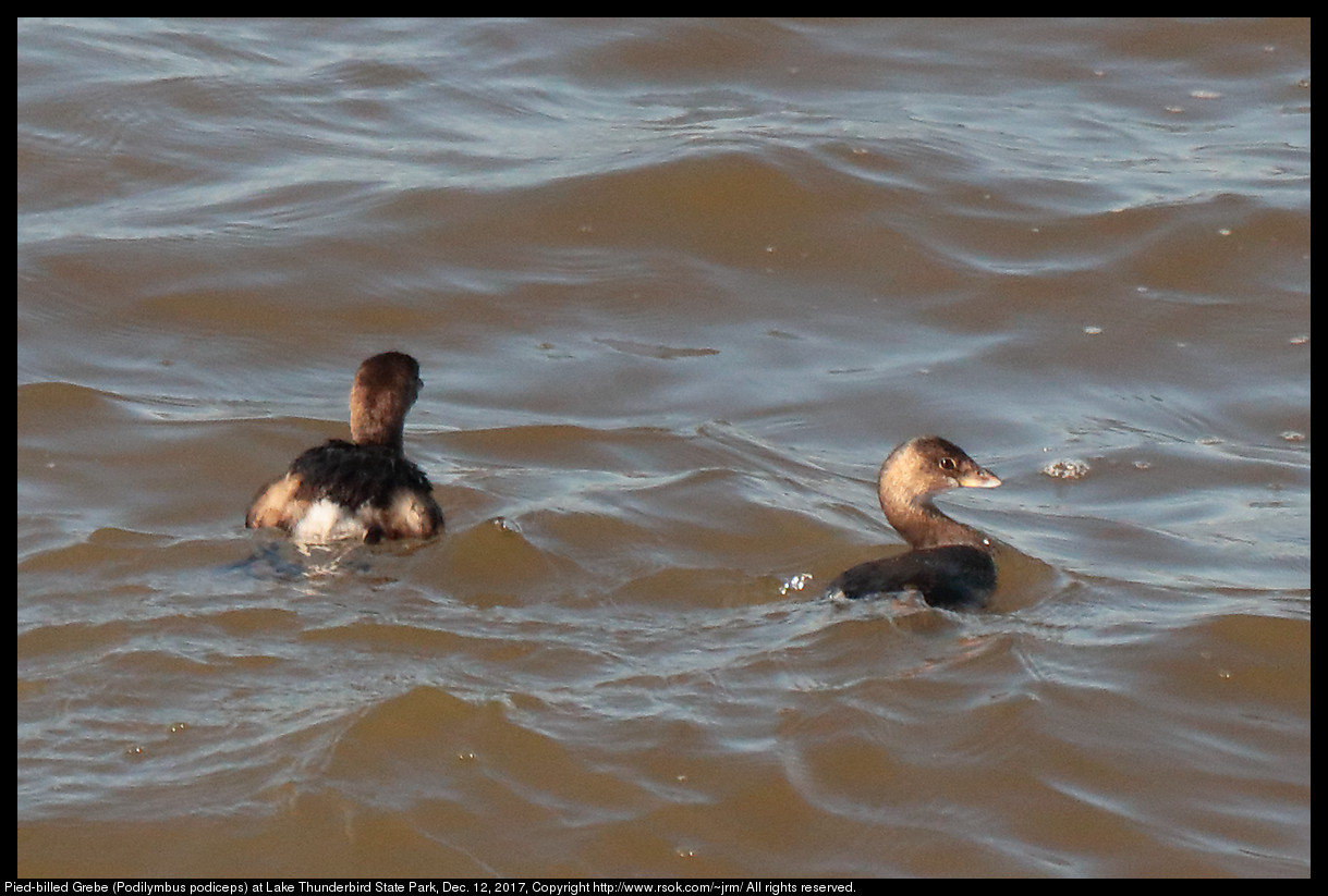 Pied-billed Grebe (Podilymbus podiceps) at Lake Thunderbird State Park, Dec. 12, 2017