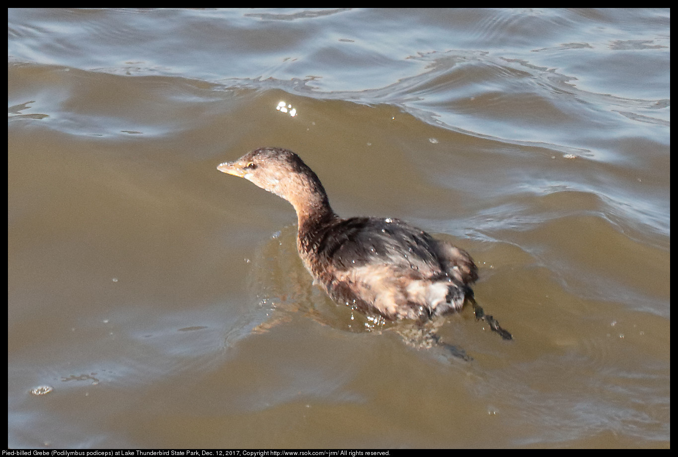 Pied-billed Grebe (Podilymbus podiceps) at Lake Thunderbird State Park, Dec. 12, 2017