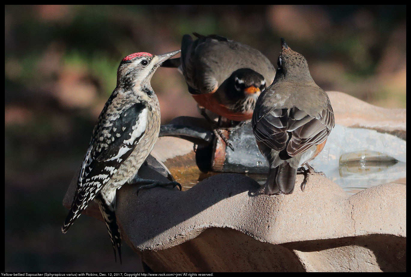 Yellow-bellied Sapsucker (Sphyrapicus varius) with Robins, Dec. 12, 2017