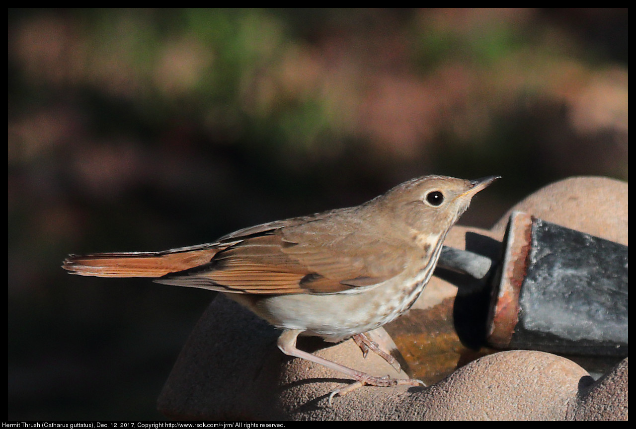 Hermit Thrush (Catharus guttatus), Dec. 12, 2017