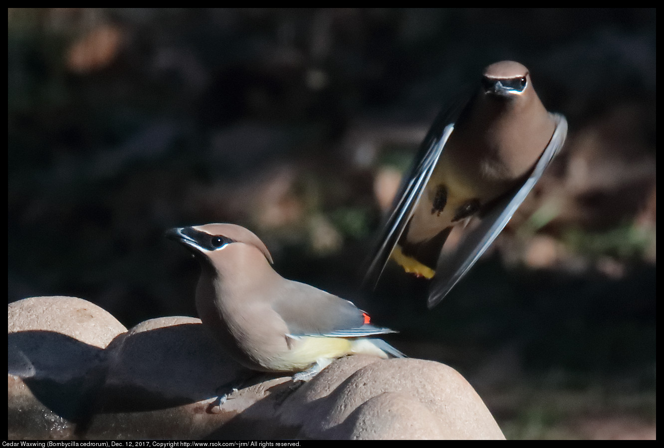 Cedar Waxwing (Bombycilla cedrorum), Dec. 12, 2017