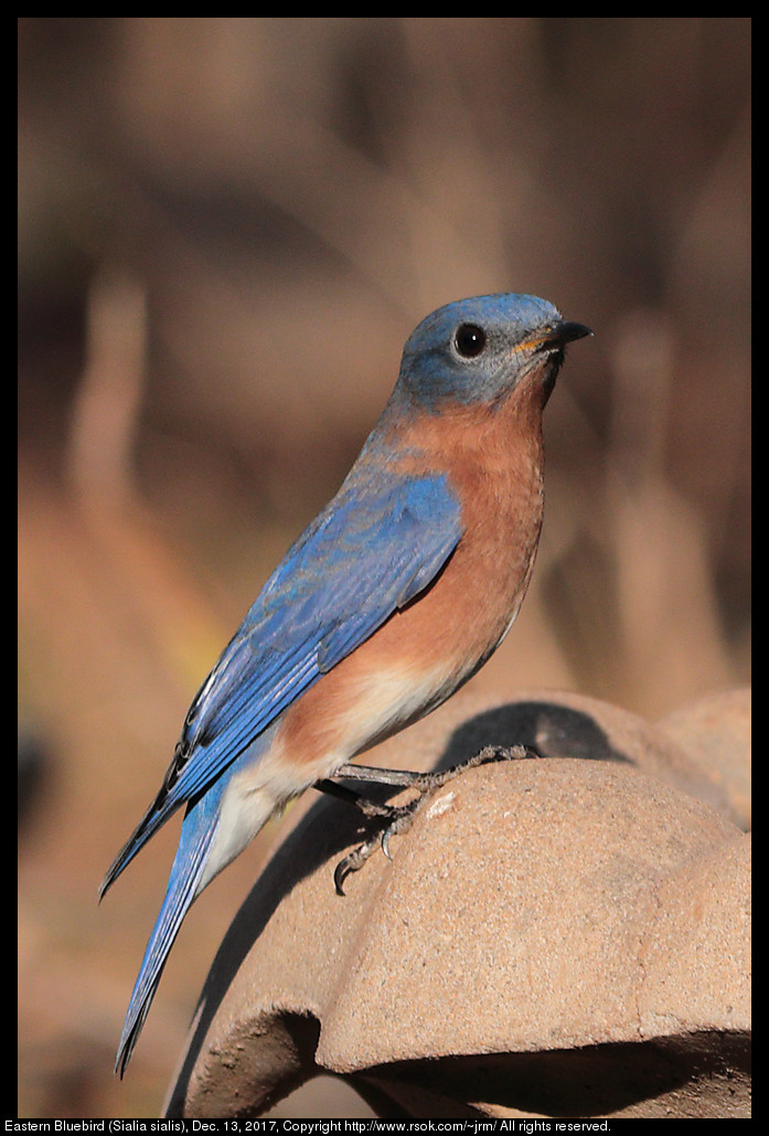 Eastern Bluebird (Sialia sialis), Dec. 13, 2017