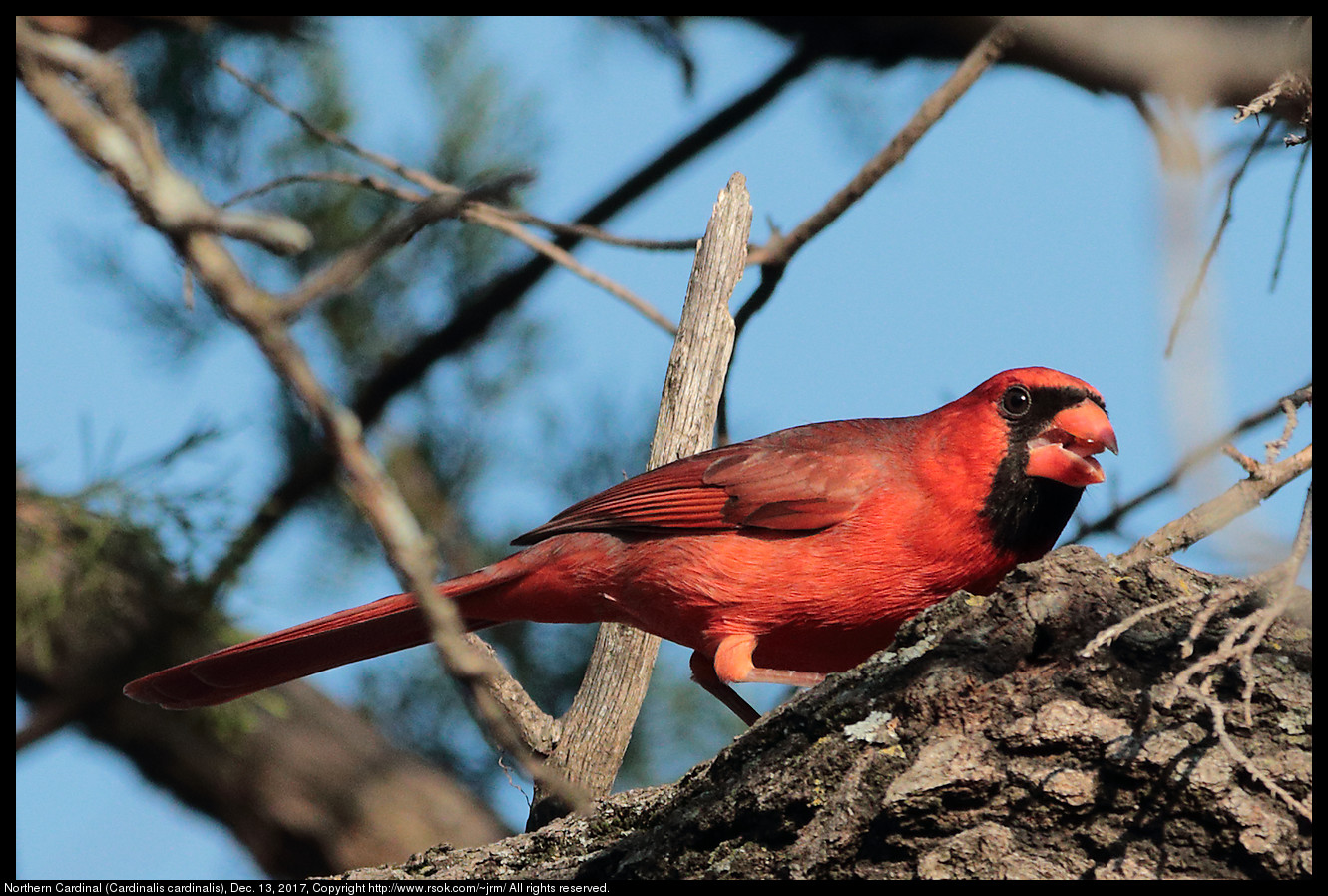 Northern Cardinal (Cardinalis cardinalis), Dec. 13, 2017