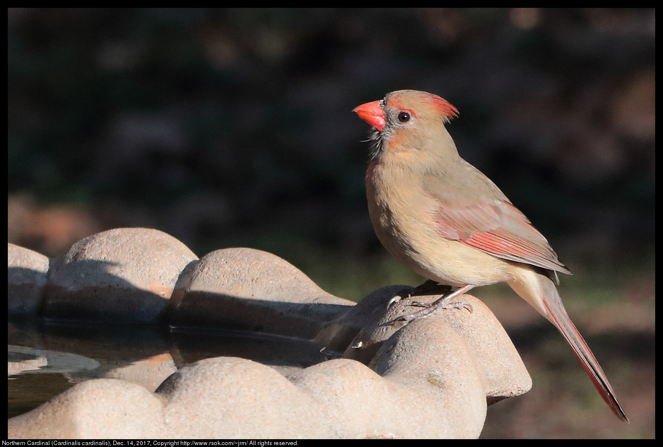 Northern Cardinal (Cardinalis cardinalis), Dec. 14, 2017