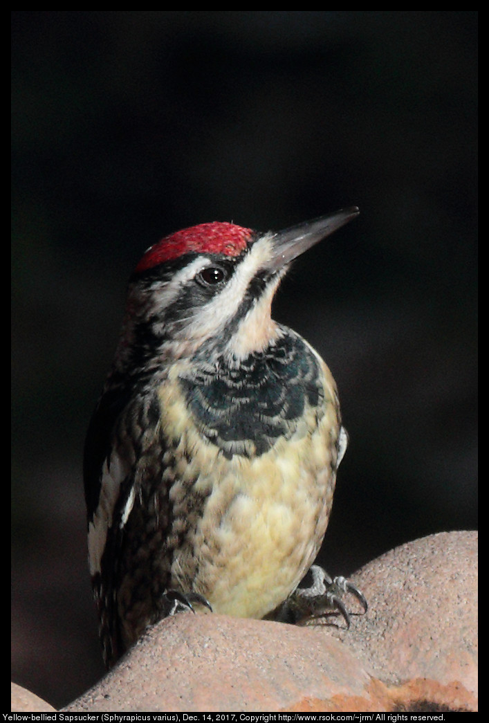 Yellow-bellied Sapsucker (Sphyrapicus varius), Dec. 14, 2017