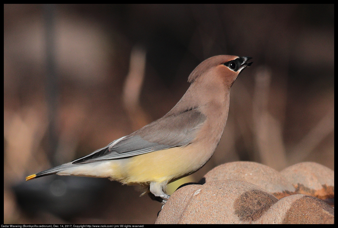 Cedar Waxwing (Bombycilla cedrorum), Dec. 14, 2017