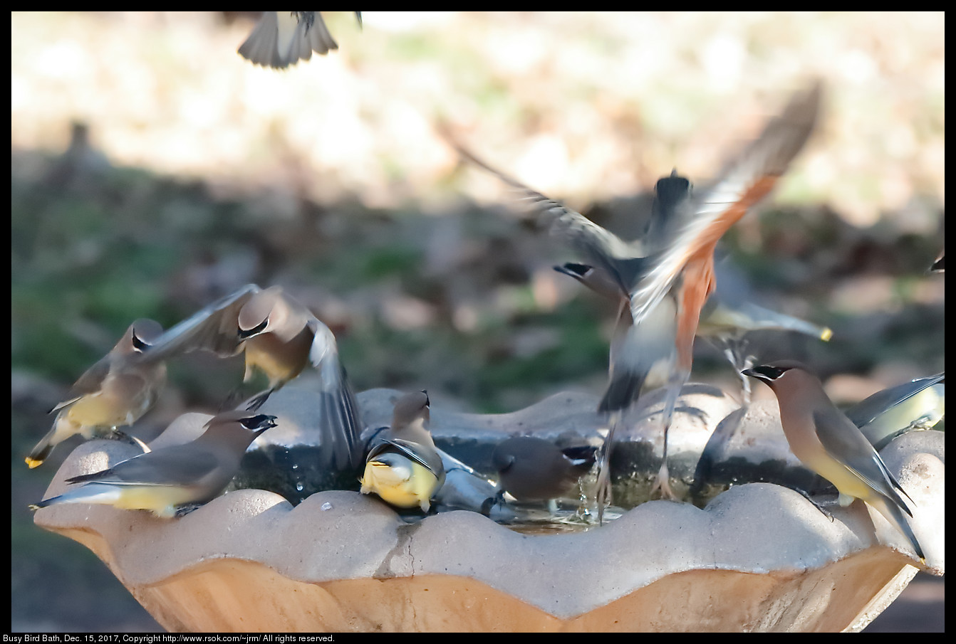 Busy Bird Bath, Dec. 15, 2017