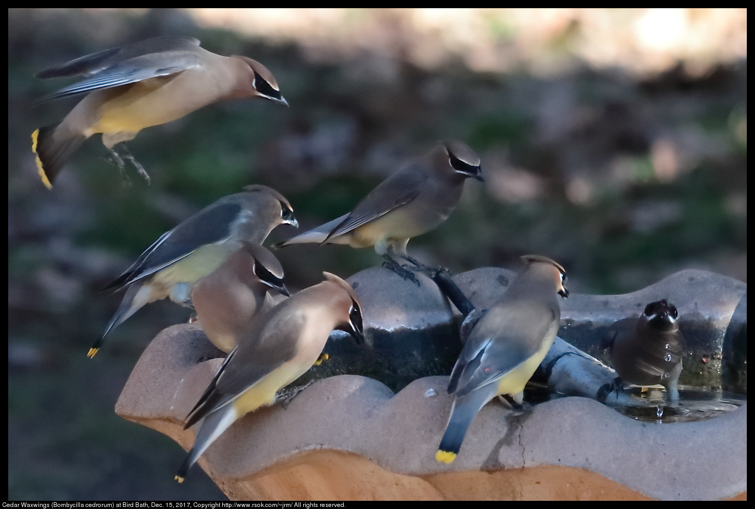 Cedar Waxwings (Bombycilla cedrorum) at Bird Bath, Dec. 15, 2017