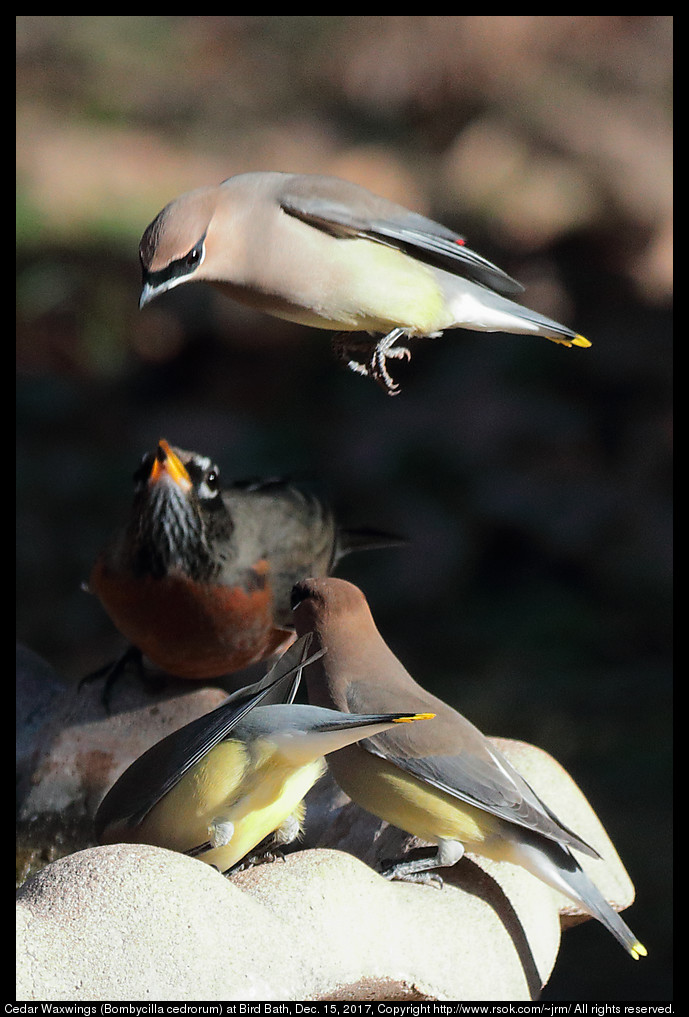 Cedar Waxwings (Bombycilla cedrorum) at Bird Bath, Dec. 15, 2017