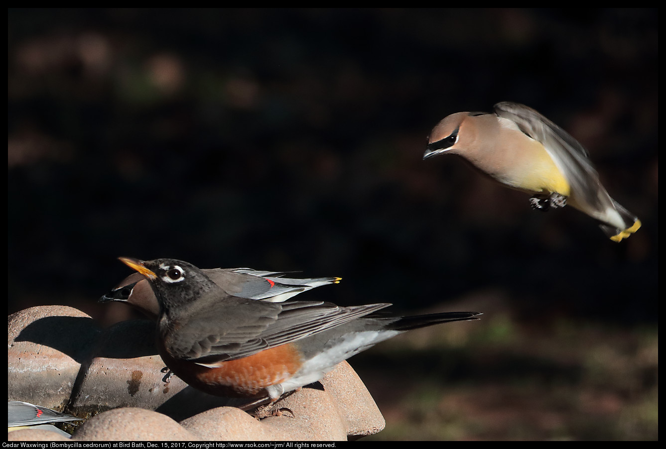 Cedar Waxwings (Bombycilla cedrorum) at Bird Bath, Dec. 15, 2017