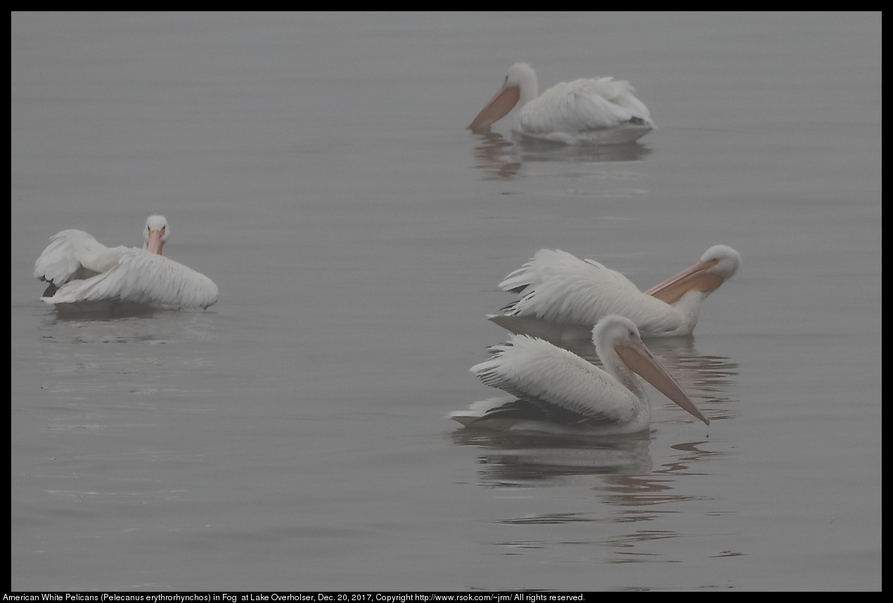 American White Pelicans (Pelecanus erythrorhynchos) in Fog at Lake Overholser, Dec. 20, 2017