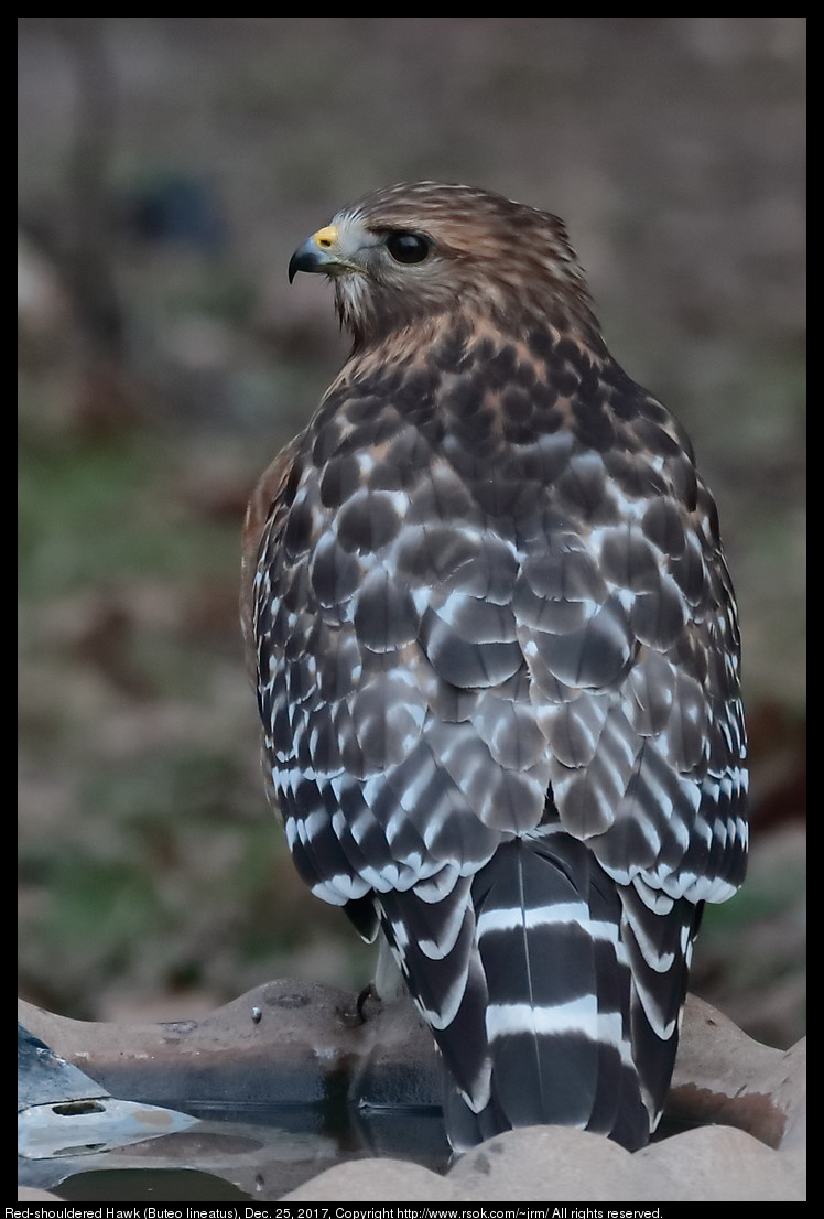 Red-shouldered Hawk (Buteo lineatus), Dec. 25, 2017