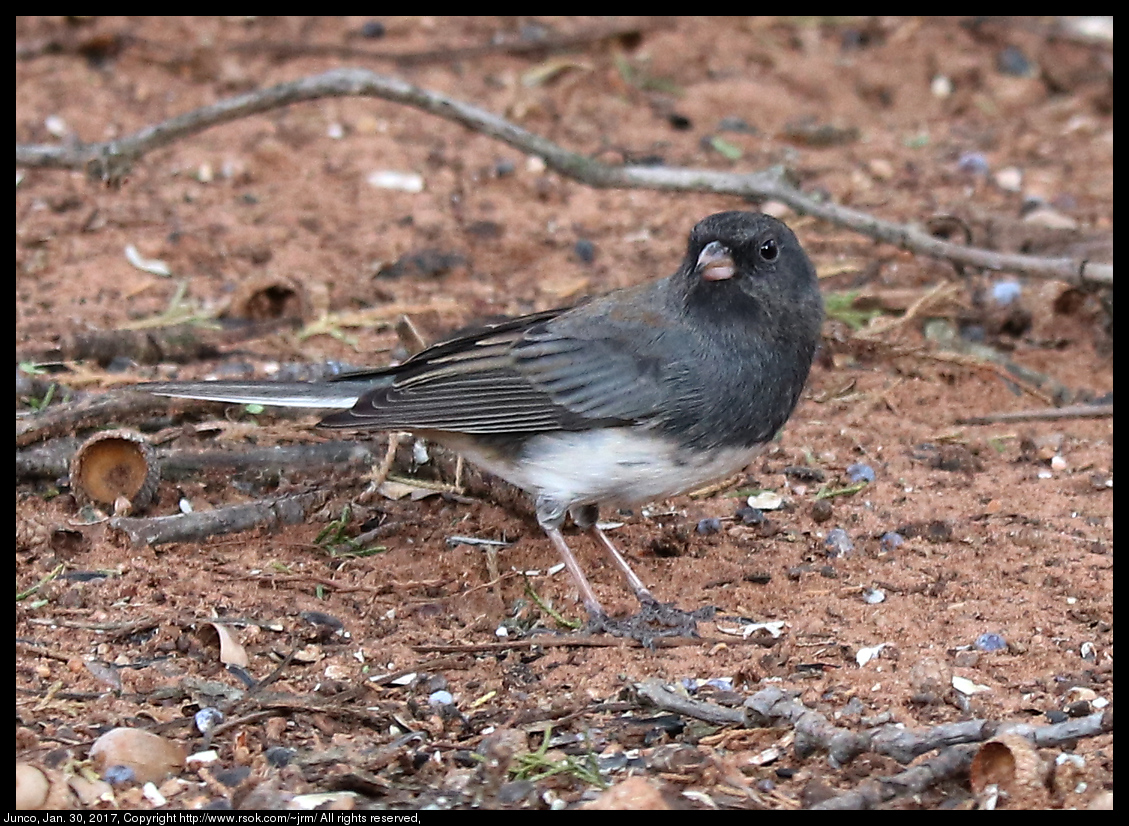 2017jan30_junco_IMG_0803.jpg