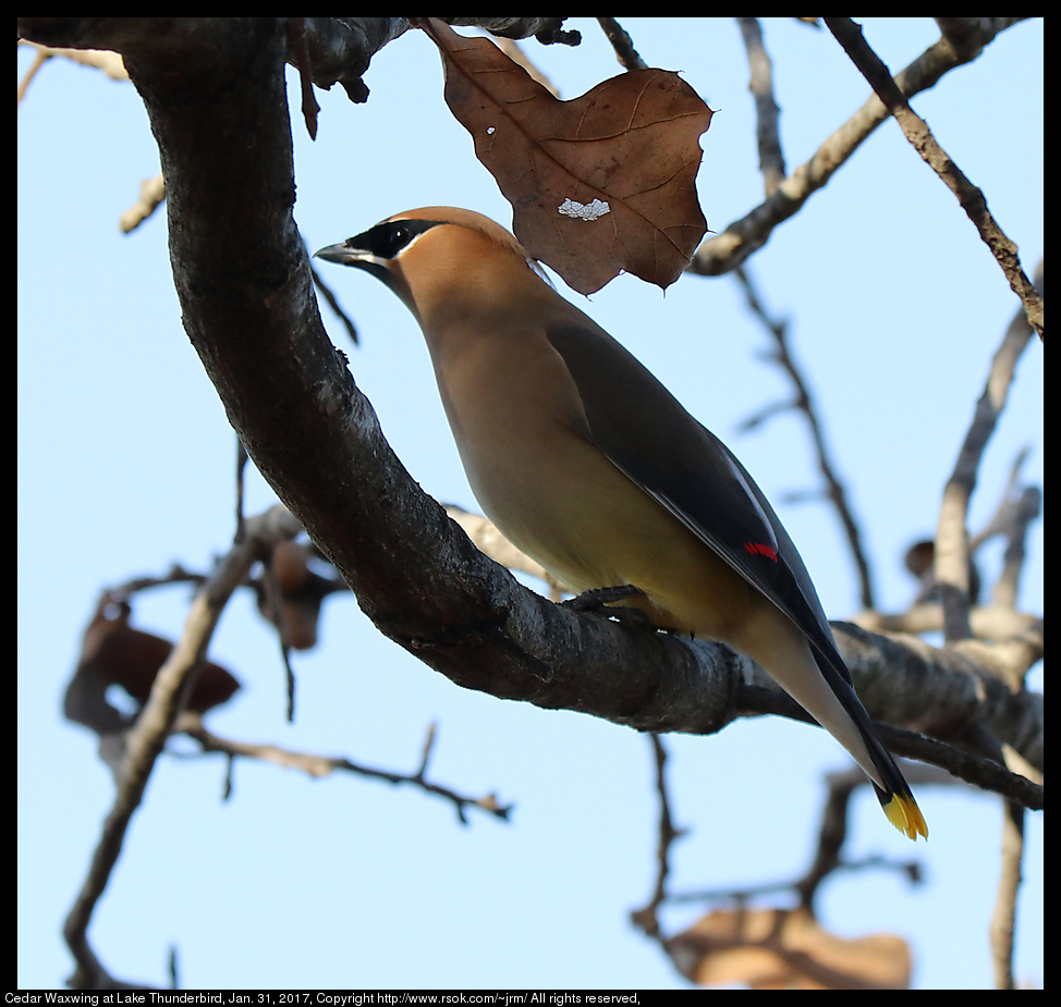 2017jan31_waxwing_IMG_0855.jpg