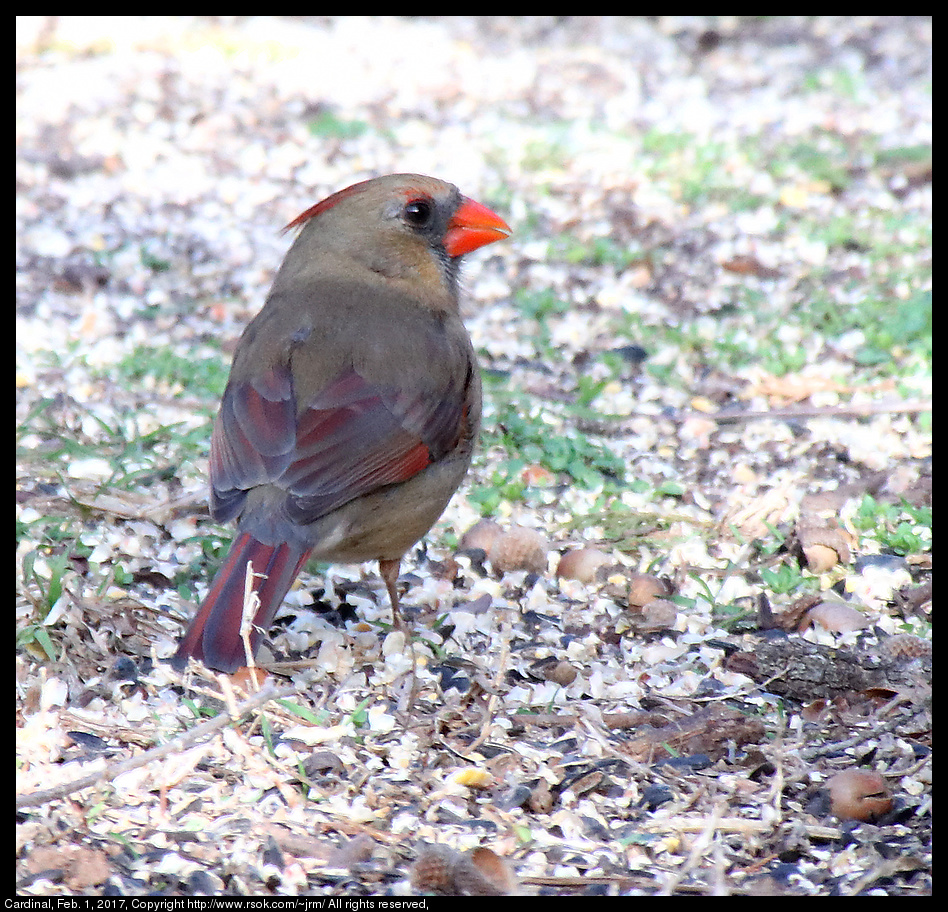 2017feb01_cardinal_IMG_0896.jpg