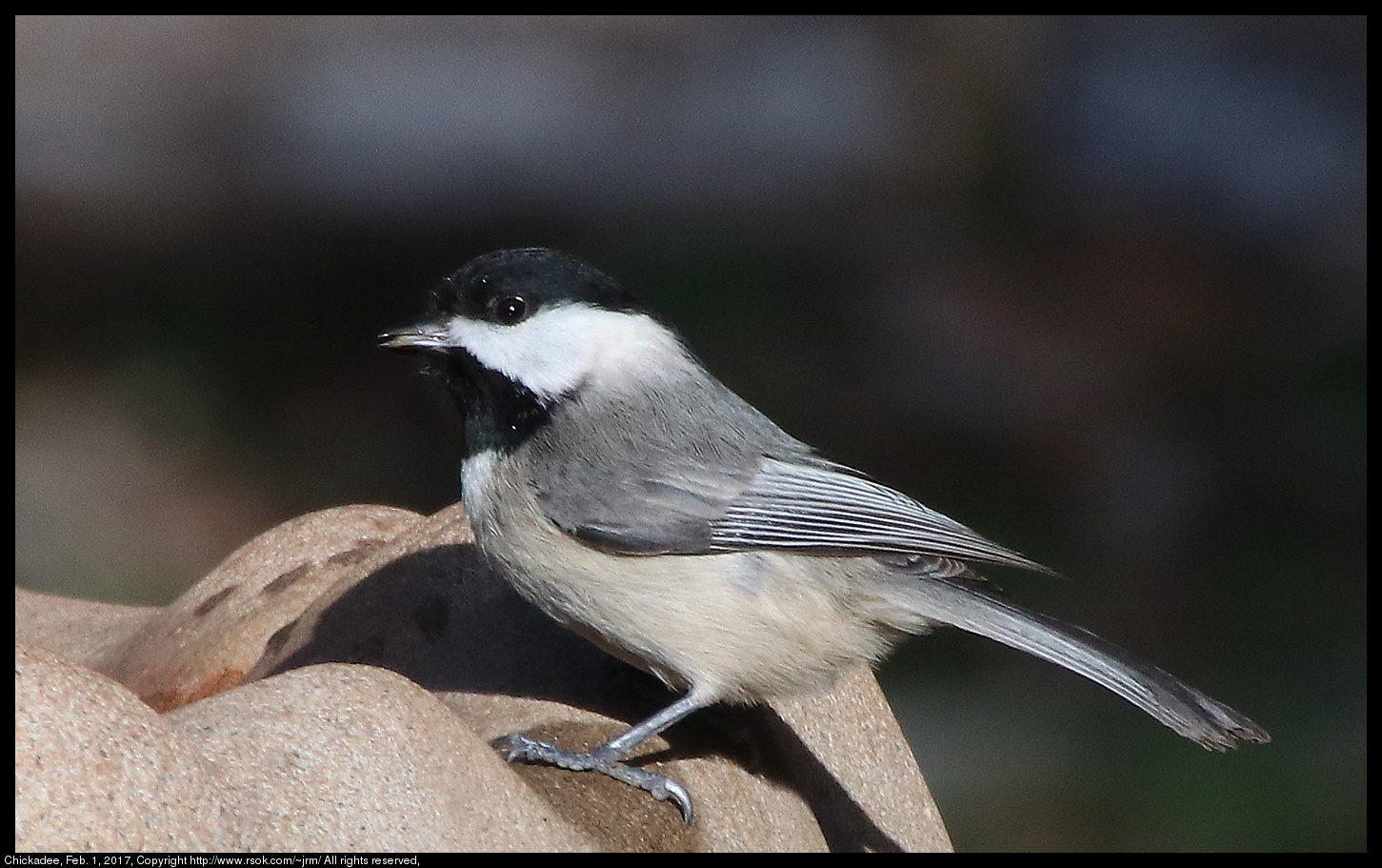 2017feb01_chickadee_IMG_0911.jpg