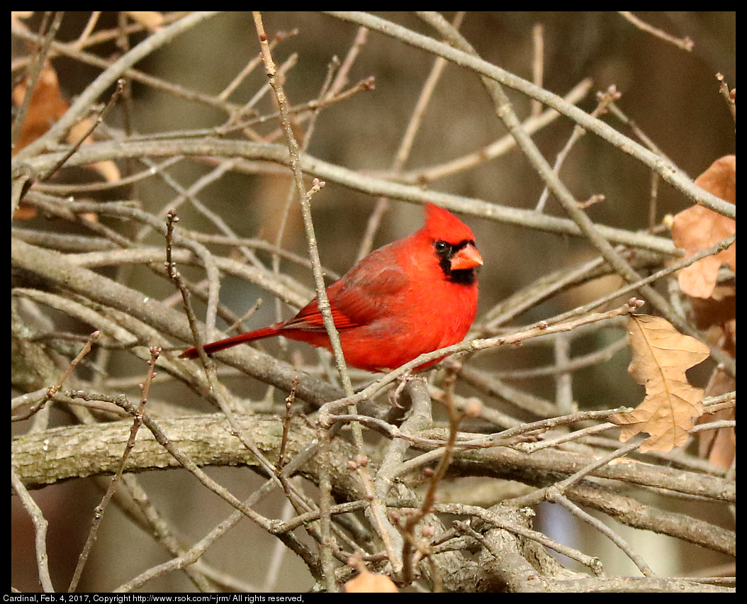 2017feb04_cardinal_IMG_0954.jpg